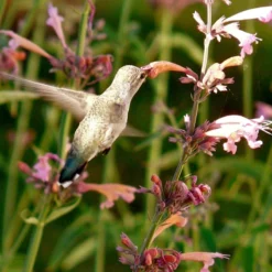 Agastache Rupestris -Lush Garden Home hummingbird agastache rupestris robert latham ca 2 1 4