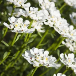 Purity Dwarf Candytuft (Iberis) -Lush Garden Home iberis sempervirens purity dwarf candytuft 59555 1 1