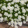 Purity Dwarf Candytuft (Iberis)