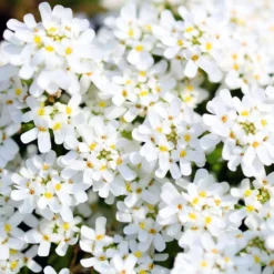 Purity Dwarf Candytuft (Iberis) -Lush Garden Home iberis sempervirens purity dwarf candytuft 59555 4 1