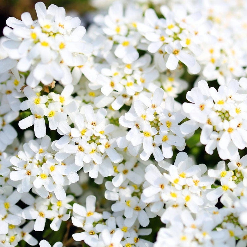 Front Page -Lush Garden Home iberis sempervirens purity dwarf candytuft 59555 4 1