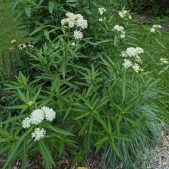 Ice Ballet Swamp Milkweed -Lush Garden Home ice ballet 4