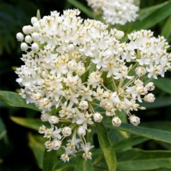 Ice Ballet Swamp Milkweed -Lush Garden Home ice ballet milkweed asclepias in