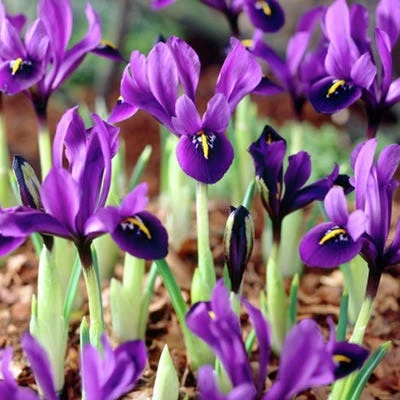 George Specie Iris (Mini Iris) 2 George Specie Iris (Mini Iris) - Image 2