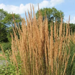 Karl Foerster Feather Reed Grass 10 Karl Foerster Feather Reed Grass -Lush Garden Home karl feorster feather reed grass 2