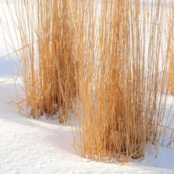 Karl Foerster Feather Reed Grass 8 Karl Foerster Feather Reed Grass -Lush Garden Home karl foerster feather reed grass winter