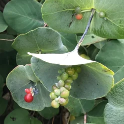 Kintzley's Ghost® Honeysuckle Vine -Lush Garden Home kintzkeys ghost honeysucke 2