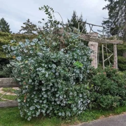 Kintzley's Ghost® Honeysuckle Vine -Lush Garden Home kintzkeys ghost honeysucke 3