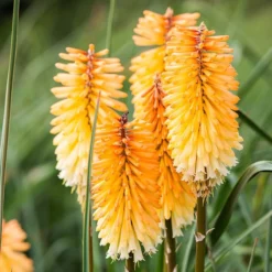 Dwarf Red Hot Poker 11 Dwarf Red Hot Poker -Lush Garden Home kniphofia triangularis dwarf red hot poker