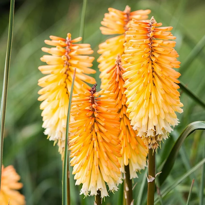Dwarf Red Hot Poker 6 Dwarf Red Hot Poker - Image 6