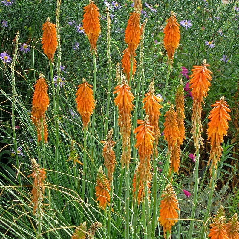 Dwarf Red Hot Poker 2 Dwarf Red Hot Poker - Image 2