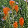 Dwarf Red Hot Poker
