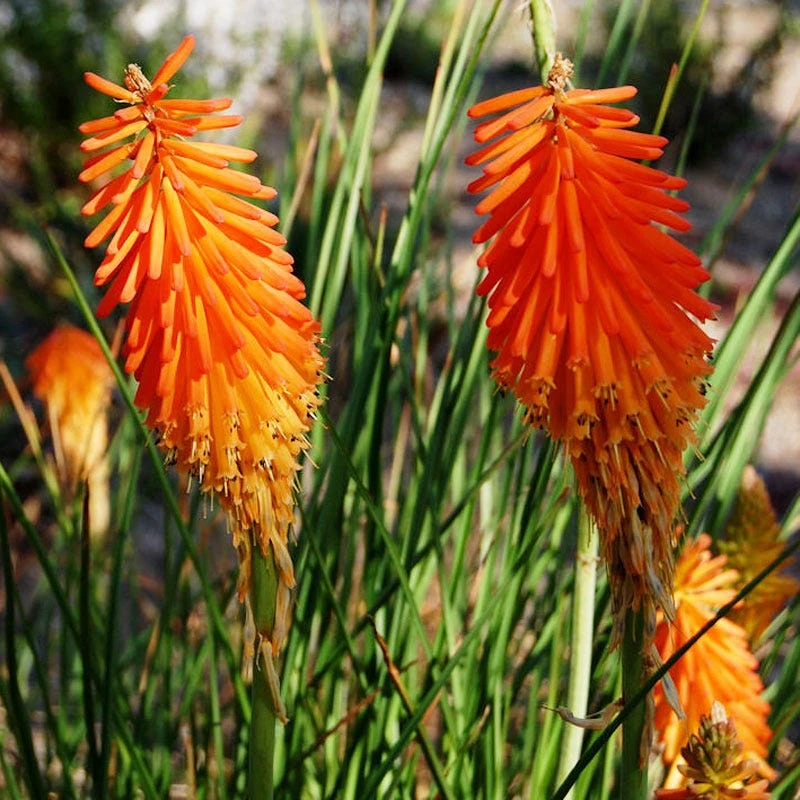 Dwarf Red Hot Poker 4 Dwarf Red Hot Poker - Image 4