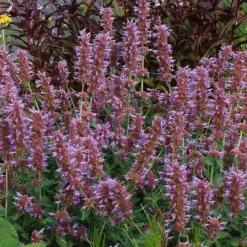 Kudos™ Silver Blue Agastache -Lush Garden Home kudos silver blue agastache 3
