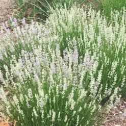 FlowerKisser® Delft Blue & White English Lavender -Lush Garden Home lavandula angustifolia flowerkisser delft blue and white flowers
