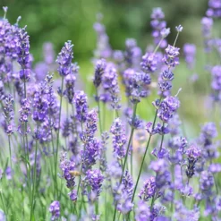 Vera English Lavender -Lush Garden Home lavandula angustifolia vera