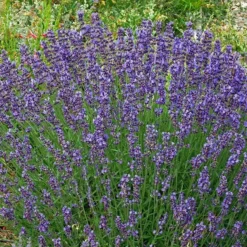 Vera English Lavender -Lush Garden Home lavandula angustifolia vera cc 1
