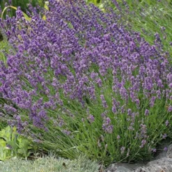 Buena Vista English Lavender -Lush Garden Home lavandula buena vista lavender garden 2