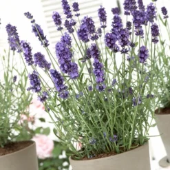 Hidcote Blue English Lavender -Lush Garden Home lavandula hidcote lavender pot 1