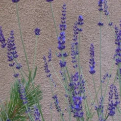 Gros Bleu French Lavender -Lush Garden Home lavandula inter gros bleu close up 1