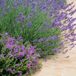 Dark Violet Skullcap (Scutellaria) -Lush Garden Home lavandula pastor pride scutellaria violet cloud