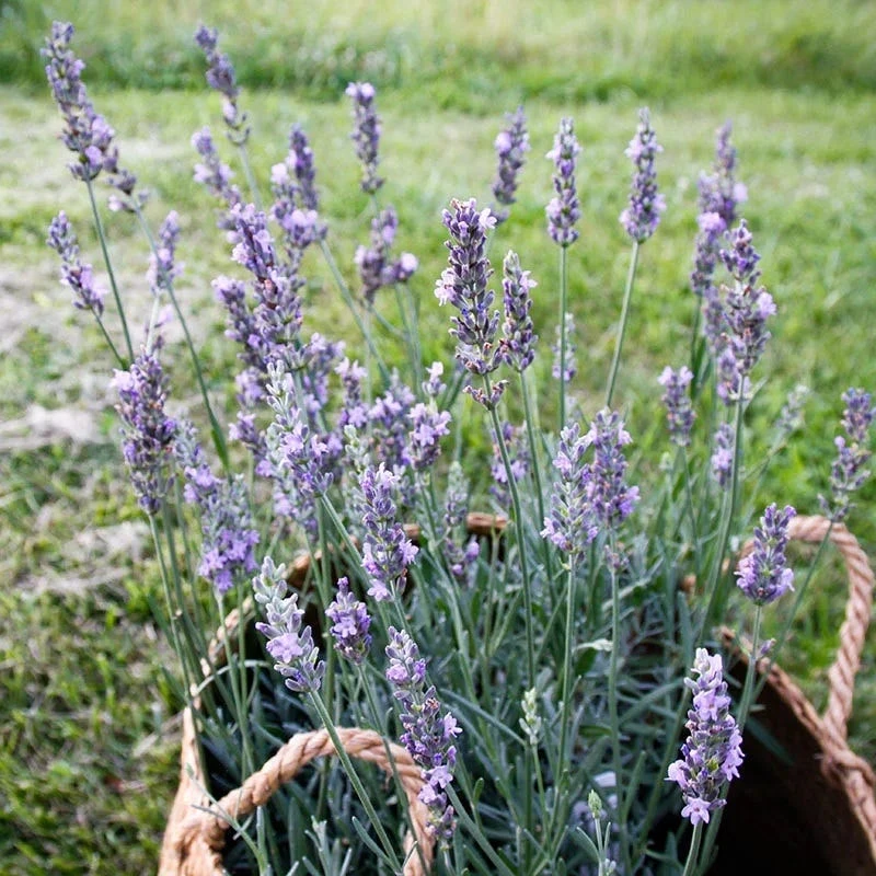 Sensational!™ Lavender 1 Sensational!™ Lavender