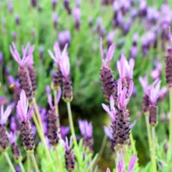 Purple Ribbon Spanish Lavender -Lush Garden Home lavandula stoechas purple ribbon spanish lavender flowers 1