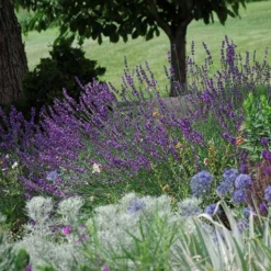 Sharon Roberts English Lavender -Lush Garden Home lavandula sharon roberts 1