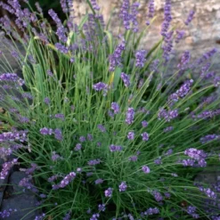 Sharon Roberts English Lavender -Lush Garden Home lavandula sharon roberts 1 1 1