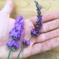 Sensational!™ Lavender 7 Sensational!™ Lavender -Lush Garden Home lavender phenomenal flower hand