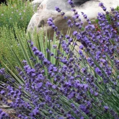 Sharon Roberts English Lavender -Lush Garden Home lavender sharon roberts 1