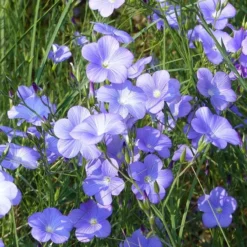 Spanish Blue Flax (Linum) -Lush Garden Home linum narbonense spanish blue flax 1 cropped