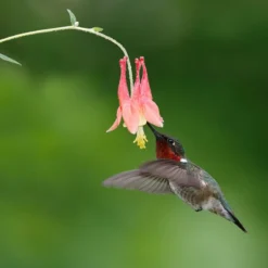 Little Lanterns Columbine -Lush Garden Home little lanters columbine hummingbird