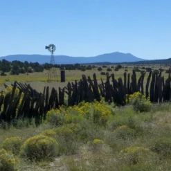 Little Prairie Native Wildflower Seed Mix -Lush Garden Home little prairie mix bouteloua gracilis meadow