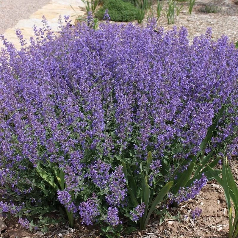 Little Trudy® Nepeta 1 Little Trudy® Nepeta