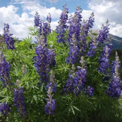 High Country Meadow Native Wildflower Seed Mix -Lush Garden Home lupine mountainside