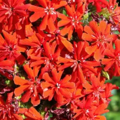 Front Page -Lush Garden Home lychnis chalcedonica 2