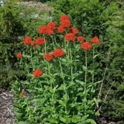 Maltese Cross (Silene) 5 Maltese Cross (Silene) -Lush Garden Home lychnis chalcedonica 3