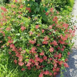Major Wheeler Honeysuckle Vine -Lush Garden Home major wheeler honeysuckle vine 2 1