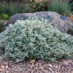 Silver Edged Horehound (Marrubium) -Lush Garden Home marrubium rotundifolium david winger1 plant select cropped