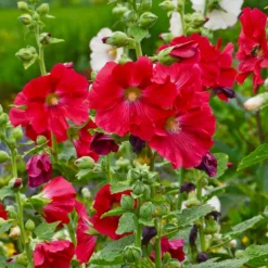 Mars Magic Single Hollyhock 6 Mars Magic Single Hollyhock -Lush Garden Home mars magic single hollyhock alcea rosea walters garden flowers
