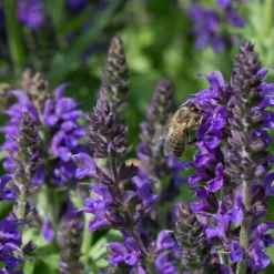 May Night Salvia -Lush Garden Home may night savlia bee