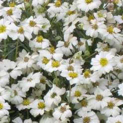 Blackfoot Daisy (Melampodium) -Lush Garden Home melampodium leucanthemum close up 1
