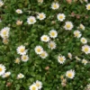 Miniature Mat Daisy (Bellium)