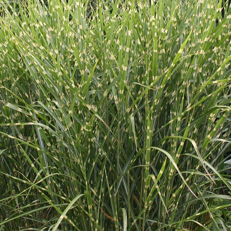 Gold Breeze Miscanthus Grass 2 Gold Breeze Miscanthus Grass - Image 2
