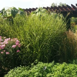 Gold Breeze Miscanthus Grass 6 Gold Breeze Miscanthus Grass -Lush Garden Home miscanthus gold breeze 3 cropped