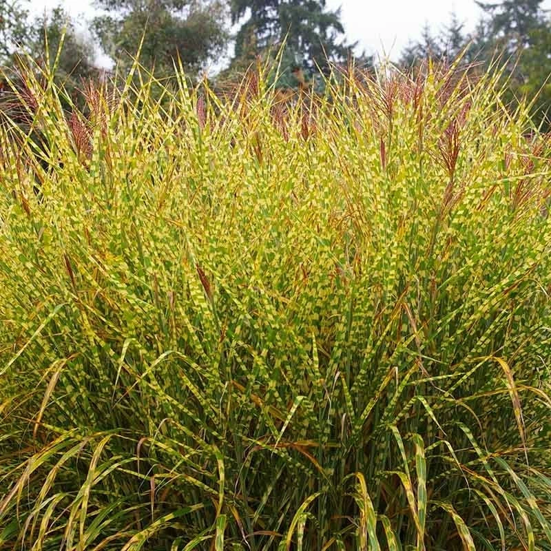 Gold Breeze Miscanthus Grass 1 Gold Breeze Miscanthus Grass