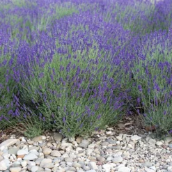 Mitcham Gray English Lavender -Lush Garden Home mitcham gray english lavender 1