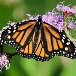 Front Page -Lush Garden Home monarch on liatris ligulistylus7 blazing star