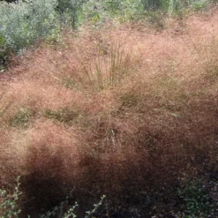 Undaunted® Ruby Muhly Grass -Lush Garden Home muhlenbergia reverchonii 3